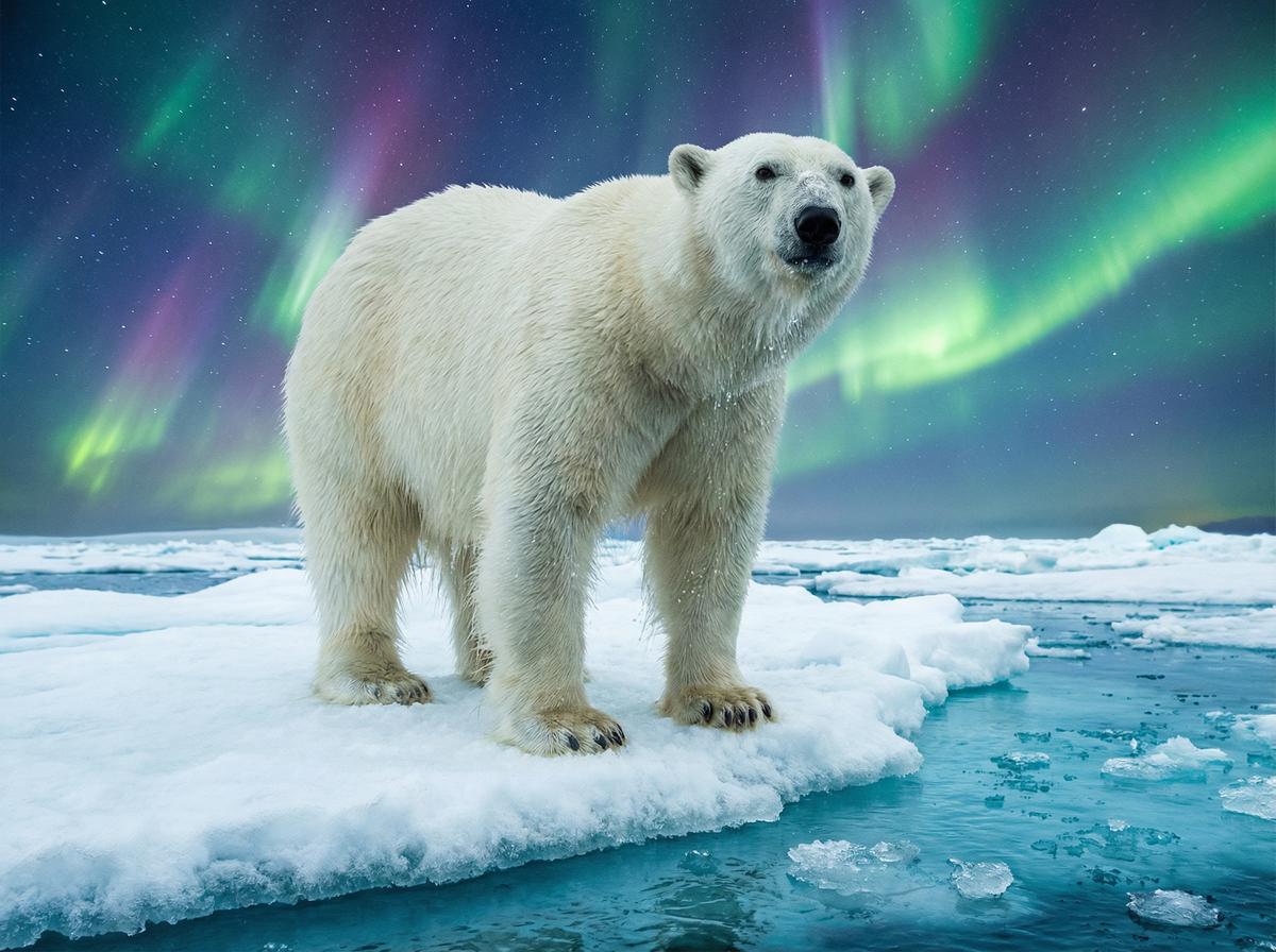 福利导航北极熊视频